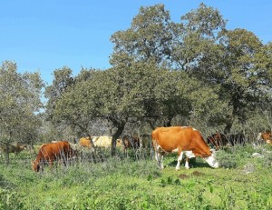 cows in beit lechem glilit